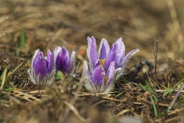 Bahar tarlasında paska çiçekleri