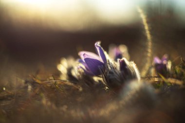 Bahar tarlasında paska çiçekleri