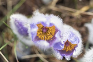 Bahar tarlasında paska çiçekleri
