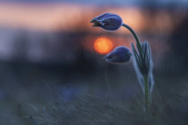 Pasque Blumen Auf Dem Frühlingsfeld — Stockfoto