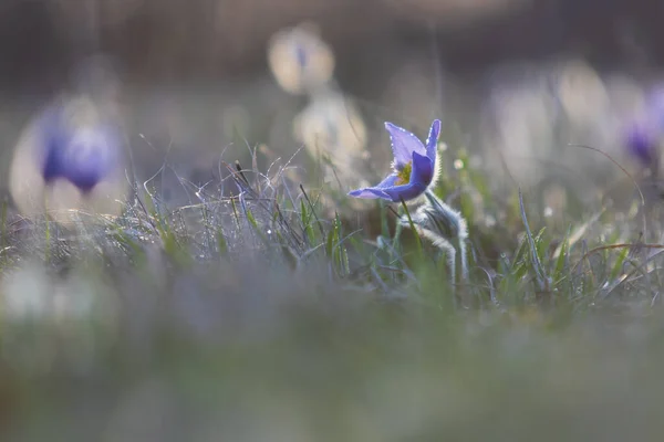 Pasque Kwiaty Polu Wiosennym — Zdjęcie stockowe