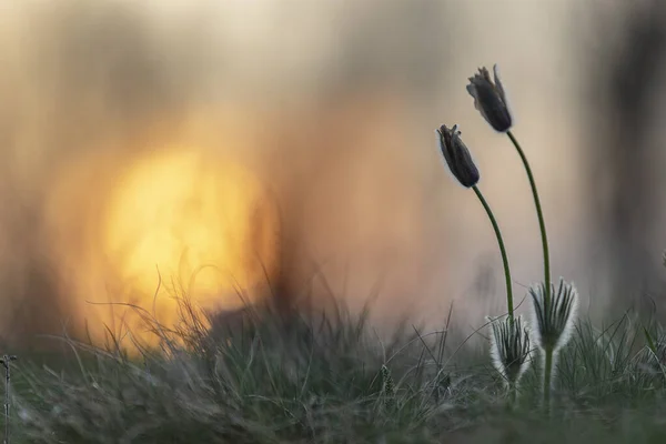 Pasque Blumen Auf Dem Frühlingsfeld — Stockfoto