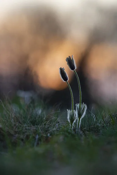 春の野の花々 — ストック写真
