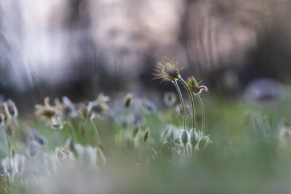 Pasque Blumen Auf Dem Frühlingsfeld — Stockfoto