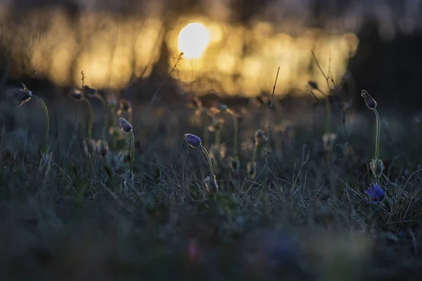 Pasque Blumen Auf Dem Frühlingsfeld — Stockfoto