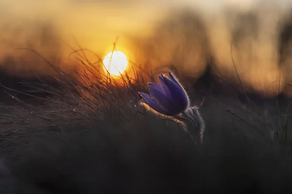 Pasztell Virágok Tavaszi Mezőn — Stock Fotó