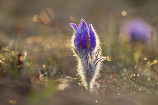 Pasque Blommor Rfält — Stockfoto