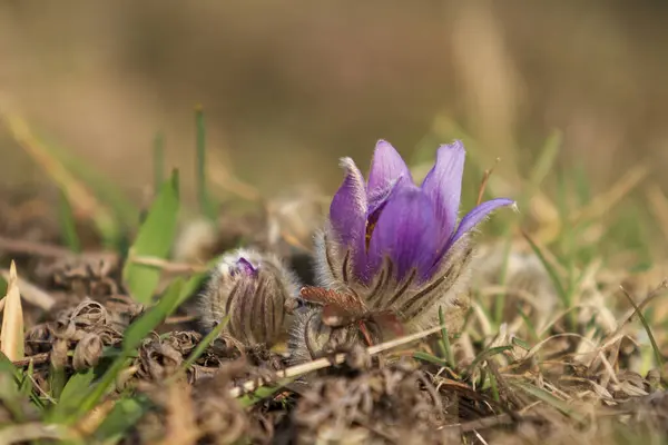 春の野の花々 — ストック写真