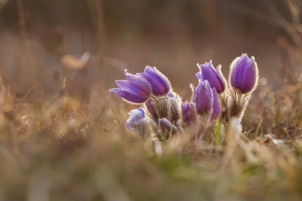 stock image Pasque flowers on spring field