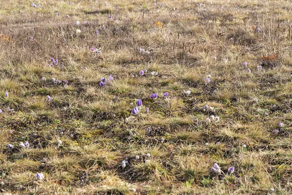 Pasque Blumen Auf Dem Frühlingsfeld — Stockfoto