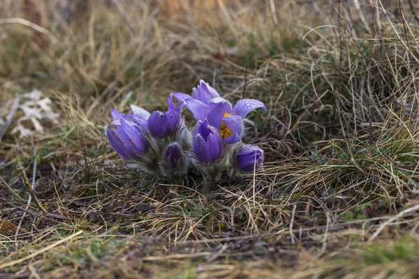 Pasque Blommor Rfält — Stockfoto