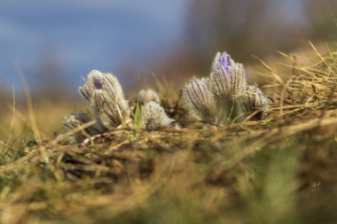 Bahar tarlasında paska çiçekleri