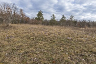 İlkbaharın başlarında orman manzarası