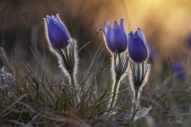 Bahar tarlasında paska çiçekleri