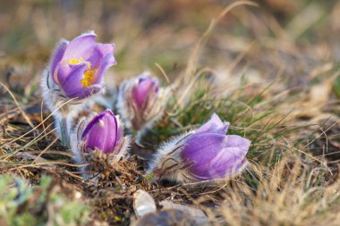 Bahar tarlasında paska çiçekleri