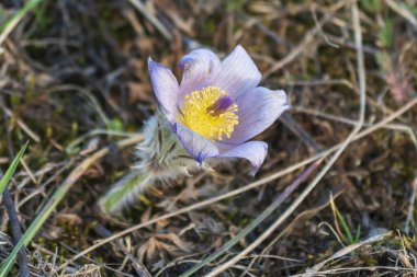Bahar tarlasında paska çiçekleri
