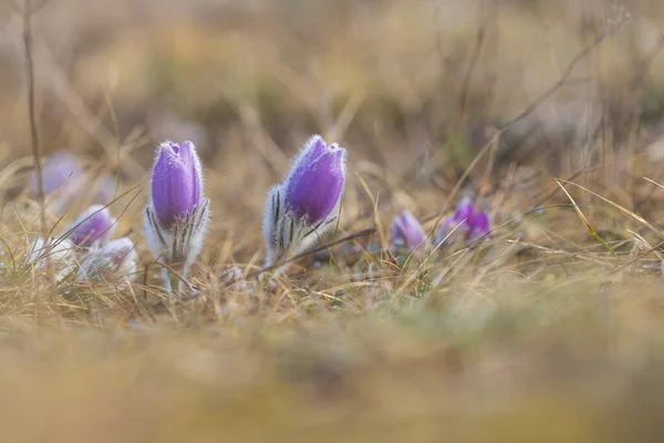 Pasque Blommor Rfält — Stockfoto