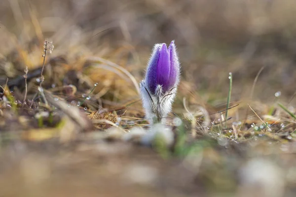 Pasque Blommor Rfält — Stockfoto