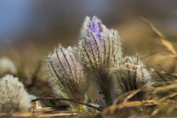 春の野の花々 — ストック写真