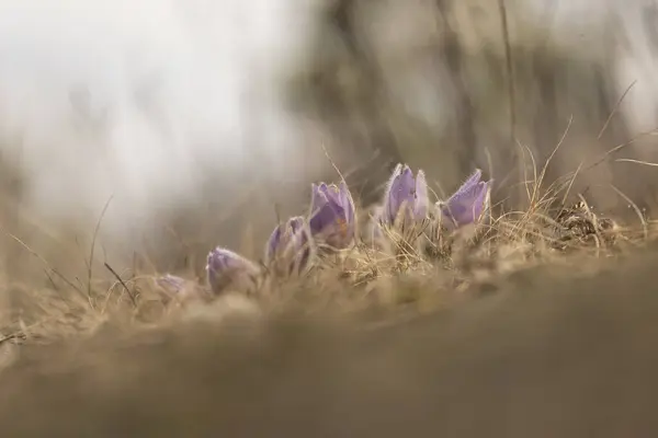 Pasque Blumen Auf Dem Frühlingsfeld — Stockfoto