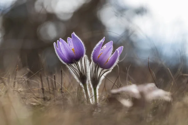 Пасковые Цветы Весеннем Поле — стоковое фото