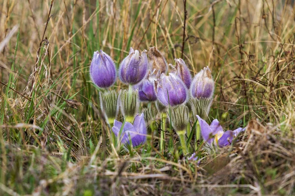 Pasque Blommor Rfält — Stockfoto