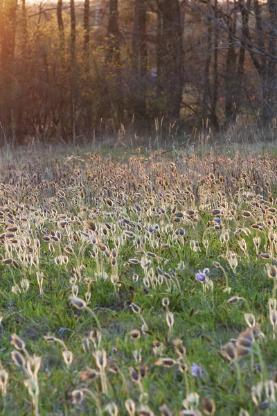 Pasque Blumen Auf Dem Frühlingsfeld — Stockfoto