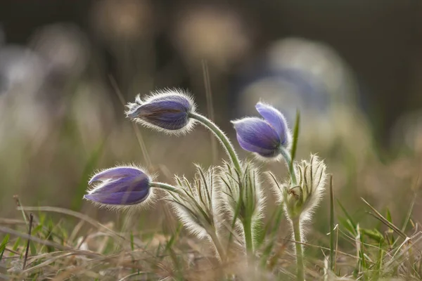 Bahar Tarlasında Paska Çiçekleri — Stok fotoğraf