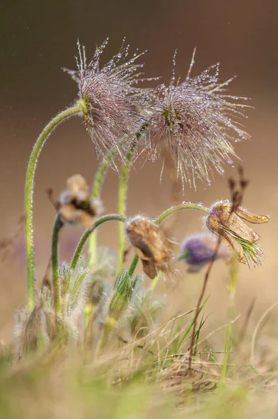 Pasque Blommor Rfält — Stockfoto