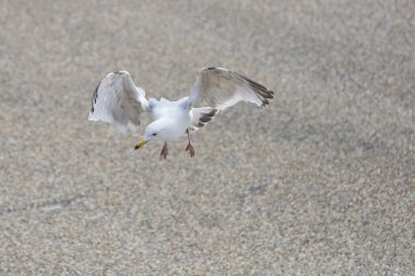 Martı - Larus marinus Vlissingen, Hollanda 'da kanatlarıyla havada uçar.