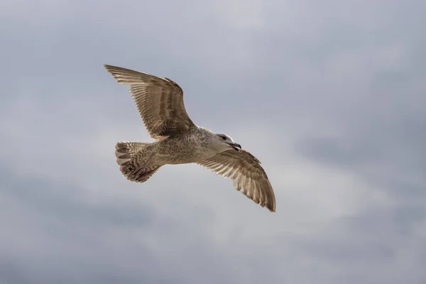 Чайка Larus Marinus Летает Над Морем Распростертыми Крыльями Флиссингене Голландия — стоковое фото