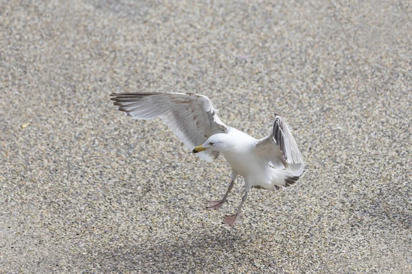 Seagull Larus Marinus Lands Ground Wings Spread Vlissingen Holland — Stock Photo, Image