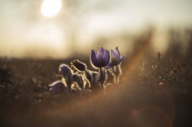 Pasque Flower - Pulsatilla grandis - çayırda açan güzel yaban bahar çiçeği. Güzel bir geçmişi olan fotoğraf ve bokeh. Eski mercekli ateşli daire