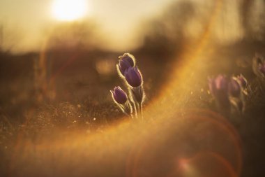 Pasque Flower - Pulsatilla grandis - çayırda açan güzel yaban bahar çiçeği. Güzel bir geçmişi olan fotoğraf ve bokeh. Eski mercekli ateşli daire