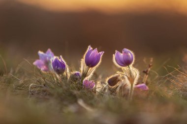 Pasque Flower - Pulsatilla grandis - çayırda açan güzel yaban bahar çiçeği. Fotoğraf güzel arkaplan ve bokeh.