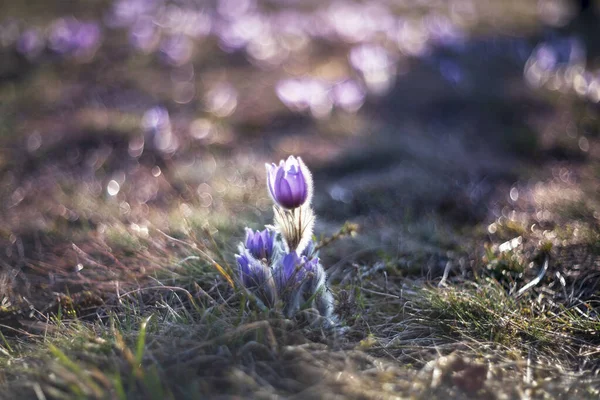 Pasque Flower Pulsatilla Grandis Красивый Дикий Весенний Цветок Цветущий Лугу — стоковое фото