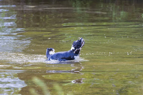 Cão Preto Branco Recupera Pau Água Ele Balança Cabeça Gotas — Fotografia de Stock