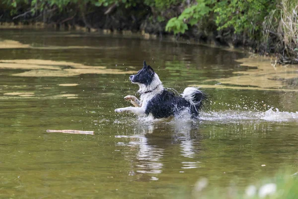 Schwarz Weißer Hund Holt Einen Stock Aus Dem Wasser Wassertropfen — Stockfoto