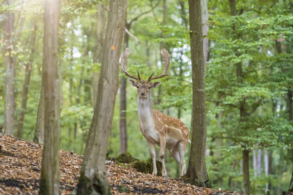 Cervo Dama Dama Trova Tra Gli Alberi Verdi Foto Selvaggia — Foto stock gratuita