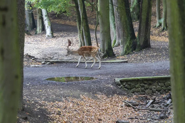 倒木鹿 木の間にダマデータが行きます 自然の野生写真 — ストック写真