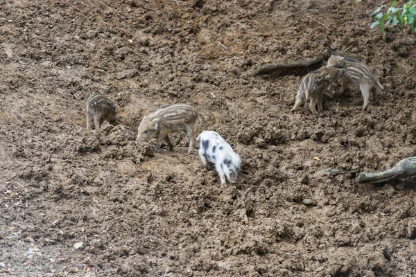 小野猪 Sus Scrofa 在森林里玩耍寻找食物 一只小猪是白的 — 图库照片