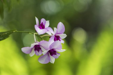 Güzel renkli orkide çiçeği..