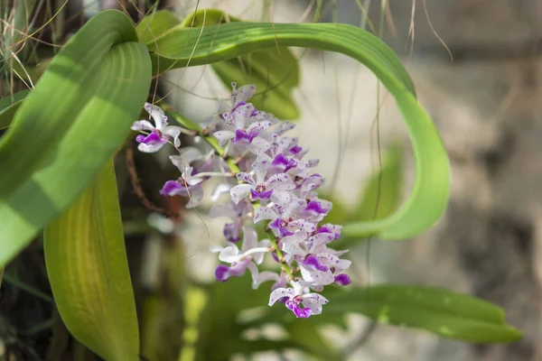 Květinová Orchidej Krásném Rozmazaném Zeleném Pozadí Fotografie Pěkným Zadkem — Stock fotografie
