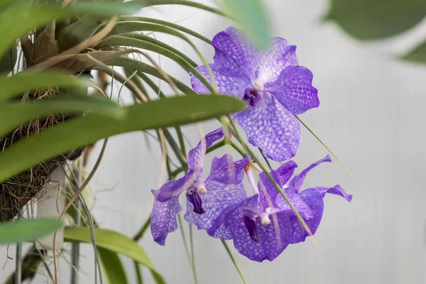 Krásná Barevná Orchidej Květina — Stock fotografie