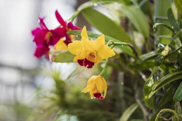 Hermosa Flor Colorida Orquídea — Foto de Stock