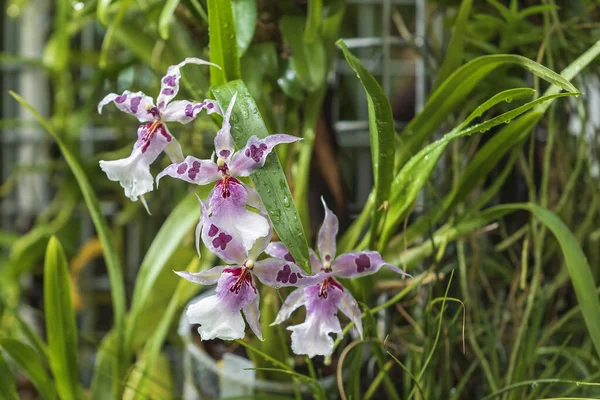 Krásná Barevná Orchidej Květina — Stock fotografie