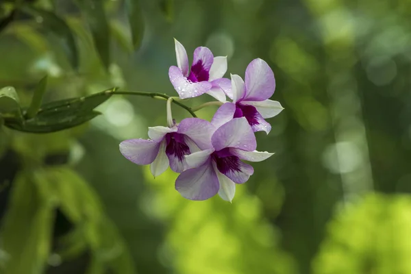 Schöne Bunte Orchideenblume — Stockfoto