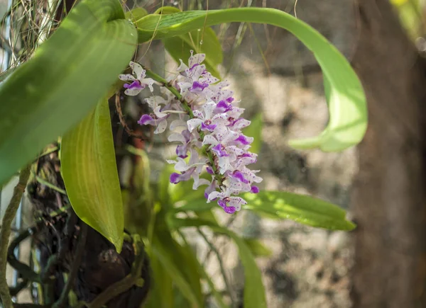 Krásná Barevná Orchidej Květina — Stock fotografie