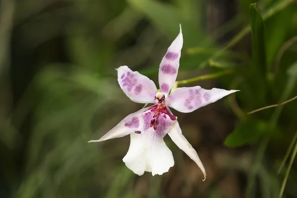 Orquídea Flor Hermosa Colorida Foto Con Buen Bokeh — Foto de Stock