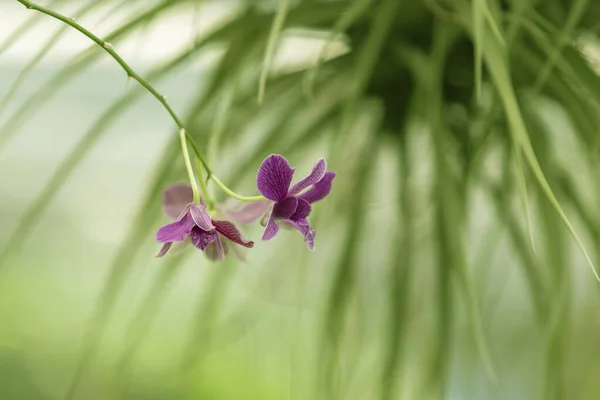 Orchidej Krásná Barevná Květina Fotografie Pěkným Zadkem — Stock fotografie